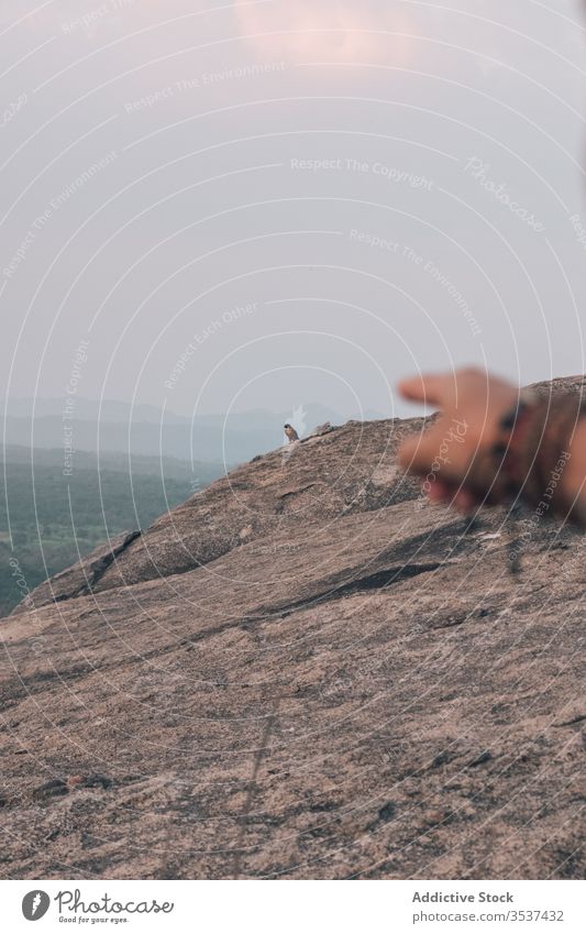 Erntehelfer zeigt mit dem Finger auf Vogel auf Klippe Berge u. Gebirge Adler Punkt wild Mann Reisender Entfernung Sonnenuntergang Himmel felsig Abenteuer