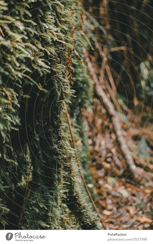 #AS# Moos an Stamm Moosteppich moosbedeckt moosgrün Moospolster Wald Waldboden Neuseeland Natur Menschenleer Nahaufnahme Pflanze natürlich Außenaufnahme