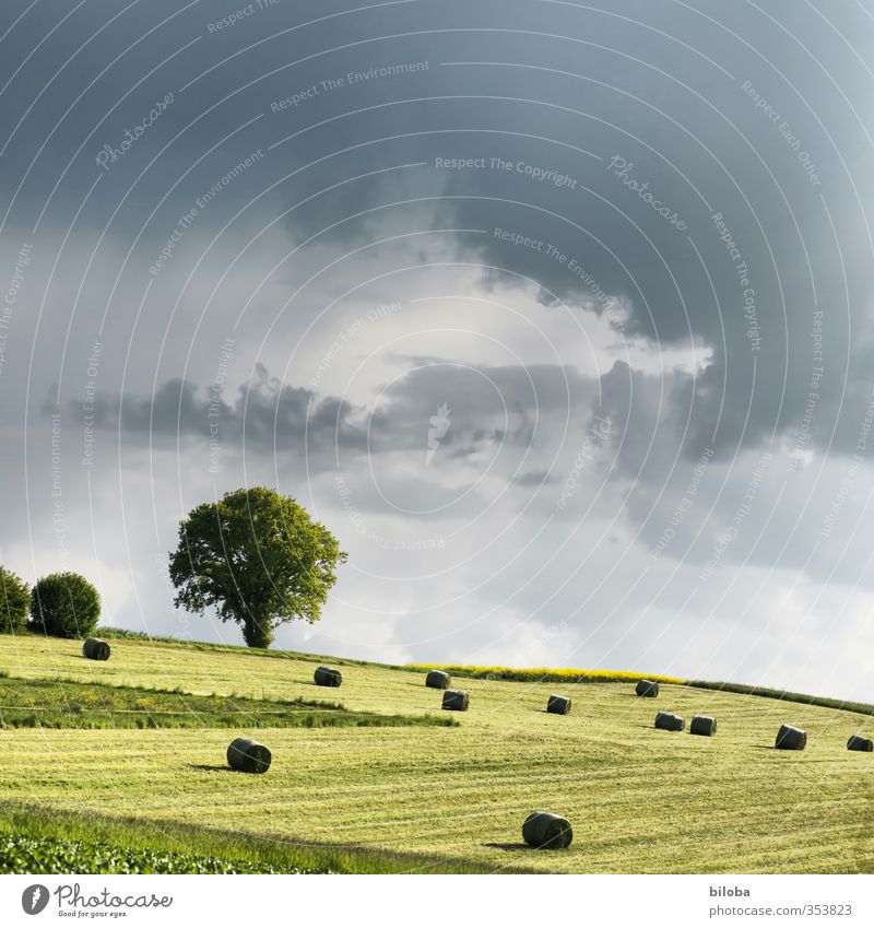 Erntezeit Landwirtschaft Landschaft Himmel Gewitterwolken Sommer Unwetter Sturm Baum Feld grau grün fleißig gefährlich Stress Heuernte Heuballen Schwarzenburg
