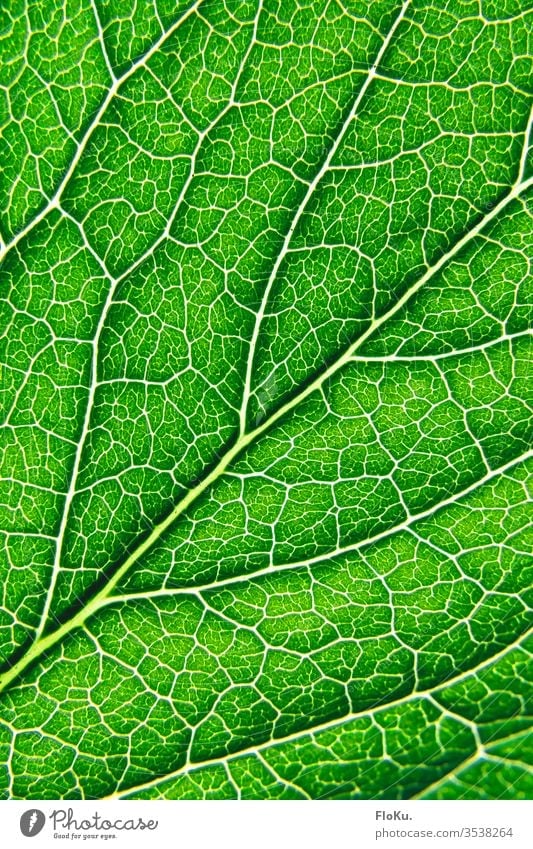 Nahaufnahme der Struktur eines Blattes grün Pflanze Gefäße Makroaufnahme Blattadern Photosynthese Sträucher Strukturen & Formen Natur Ecke Umweltschutz Ordnung