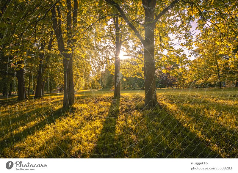Wald im Gegenlicht Baum Natur Herbst Blatt Außenaufnahme Farbfoto Tag Pflanze Menschenleer Umwelt natürlich Landschaft braun grün Licht Sonnenlicht mehrfarbig