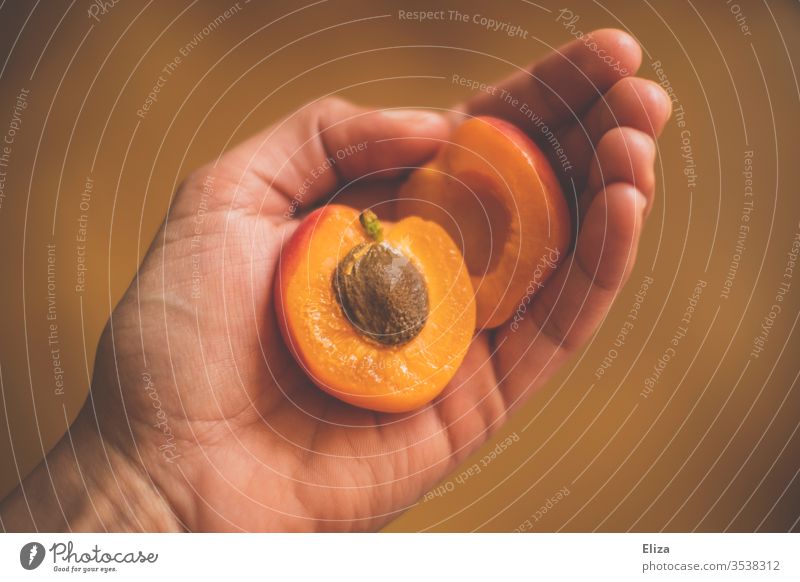 Zwei Hälften einer Aprikose mit Kern in einer Hand aufgeschnitten lecker fruchtig orange Frucht halten Lebensmittel süß retro vintage Innenaufnahme Bioprodukte