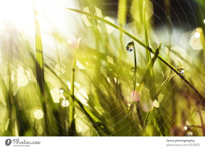 Morgenstund... Sommer Sonne Wassertropfen Sonnenlicht Frühling Gras Garten Wiese frisch nass grün Tau Halm Reflexion & Spiegelung Farbfoto Außenaufnahme