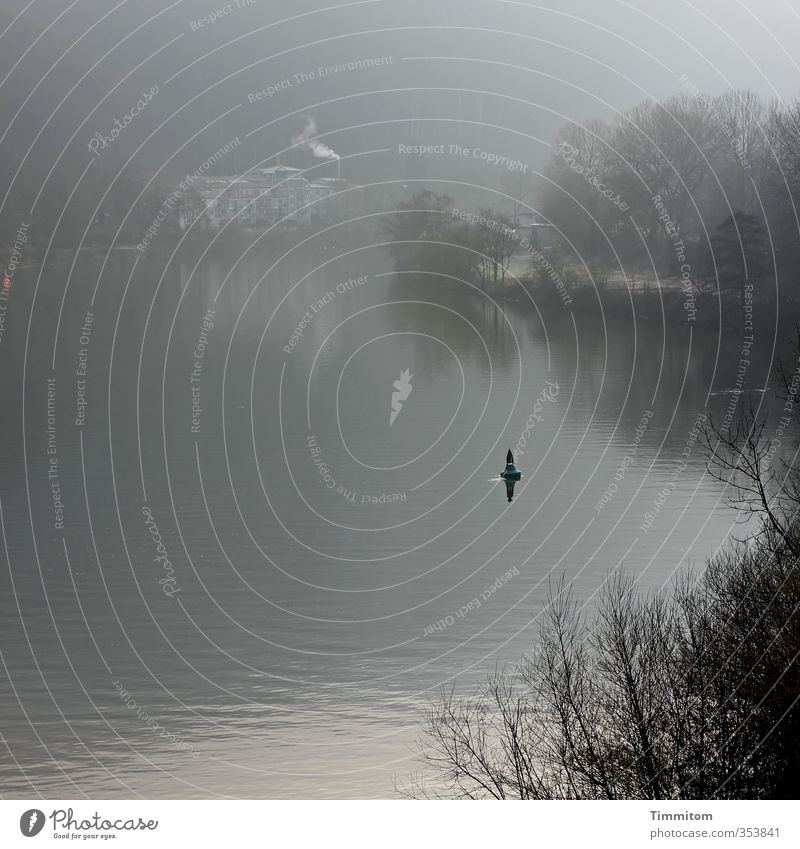 Ein neuer Morgen. Umwelt Natur Wasser Nebel Pflanze Baum Sträucher Flussufer Neckar Heidelberg Haus Boje ästhetisch natürlich grau Gefühle ruhig Farbfoto