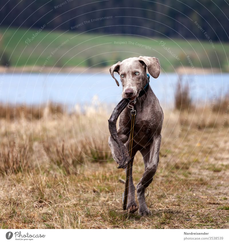 Weimaraner Welpe spielt auf einer Wiese am See weimaraner welpe hund haustier junghund wasser hübsch jagdhund portrait reinrassig wald gras freudig säugetier
