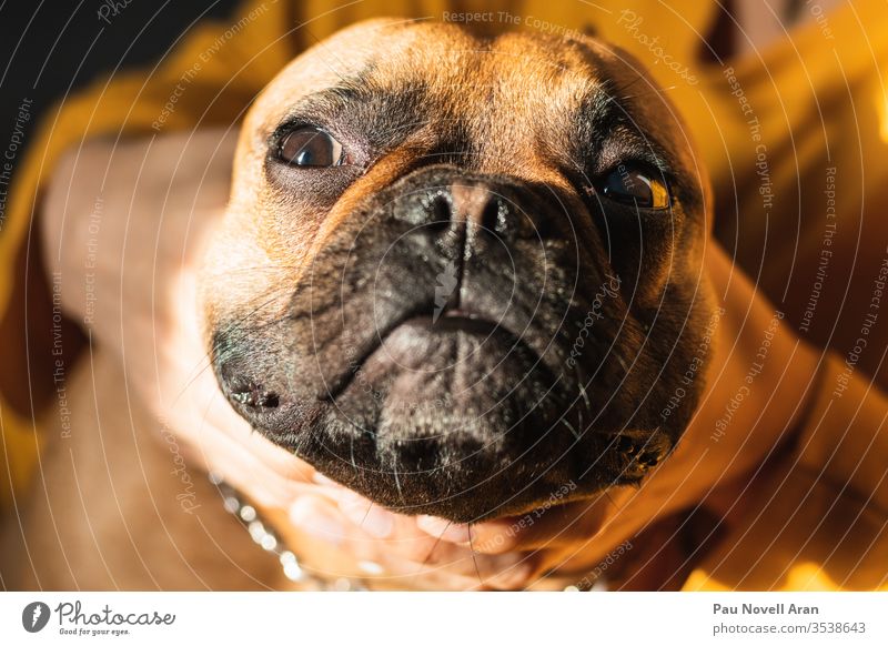 Lustige französische Bulldogge. Nahaufnahme Verformt Gesicht braun Französisch lustig Porträt Welpe Glück Blick Spaß Lifestyle Hündchen menschlich Hand Besitzer