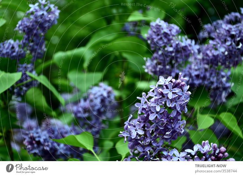 Einige Flieder Dolden in voller Blüte aus der Nähe und von seinen grünen Blättern umgeben violett Blüten nah Mai Garten Frühling Natur Schwache Tiefenschärfe