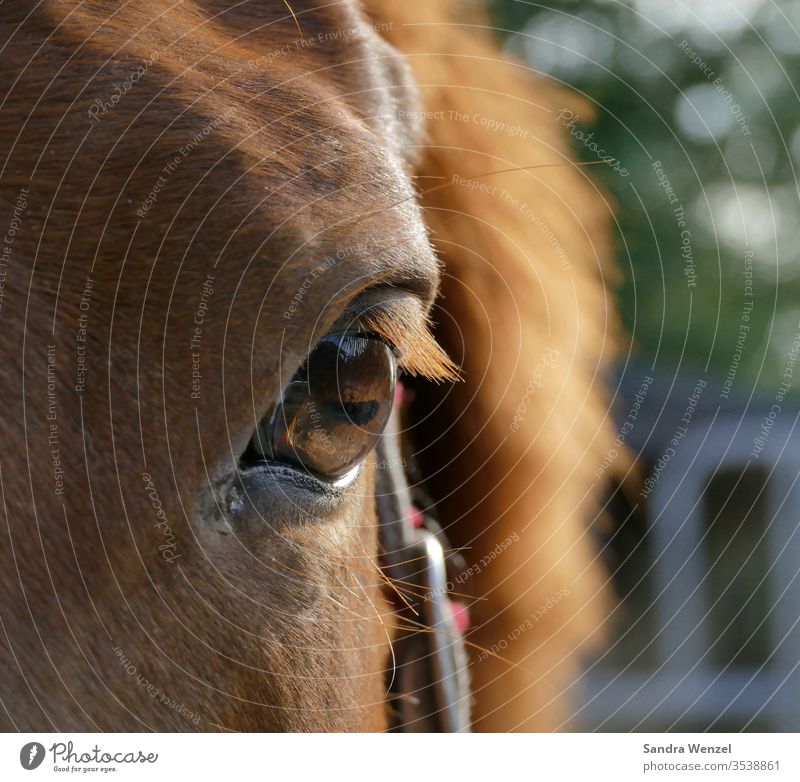 Das Pferdeauge Auge Nahaufnahme Tier Pupille