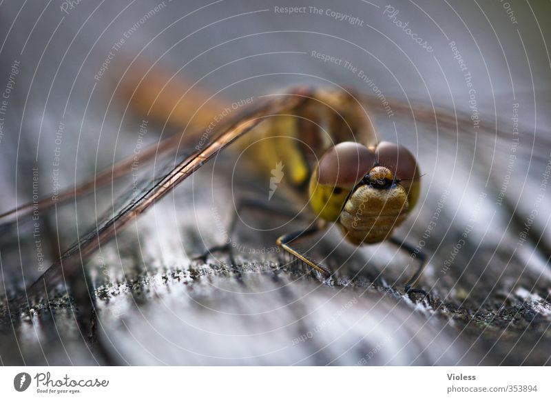 ...Dragonfly Heidelibelle Libelle hocken sitzen ästhetisch elegant Facettenauge Unschärfe Farbfoto Makroaufnahme Tierporträt