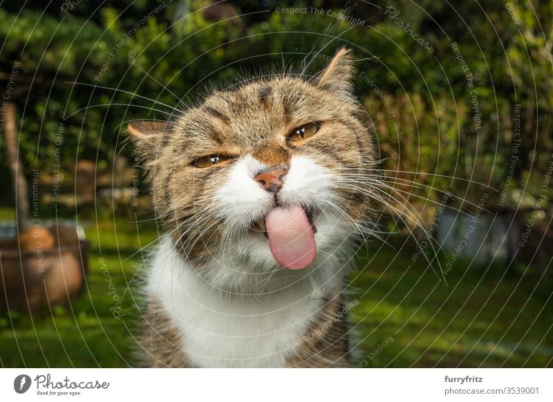 lustiges Porträt einer frechen Katze, die die zunge heraus streckt Haustiere Ein Tier im Freien grün Natur Botanik Pflanzen weiß Rassekatze Britisch Kurzhaar