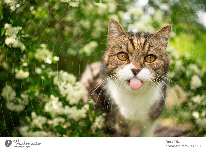 freche Katze im grünen mit herausgestreckter Zunge Haustiere Ein Tier im Freien Natur Botanik Pflanzen Blütezeit Blütenpflanze Buchse weiß Rassekatze