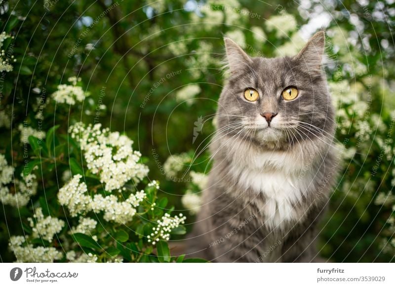 Katze unter einem blühenden Baum im Frühling draußen in der Natur Haustiere Ein Tier im Freien grün Botanik Pflanzen Blütezeit Blütenpflanze Buchse weiß