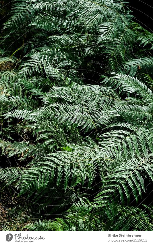 Farne im Schwarzwald Pflanze grün Chlorophyll Fächer Gefäßsporenpflanzen Wald Waldboden Bodendecker Unterholz Natur Wachstum weich