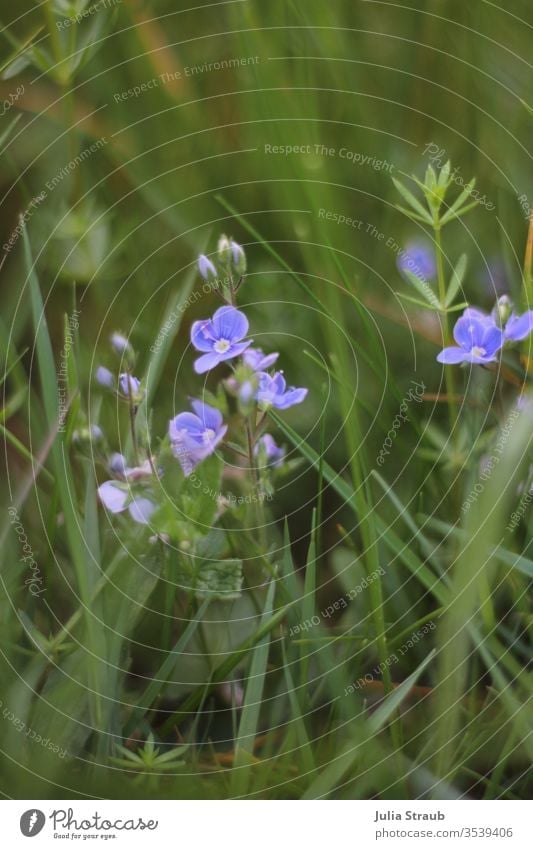 Lila Wildblume in der Wiese Gras Wiesenblume lila blau Blume grün Tiefenschärfe Blüte fein klein Natur schön