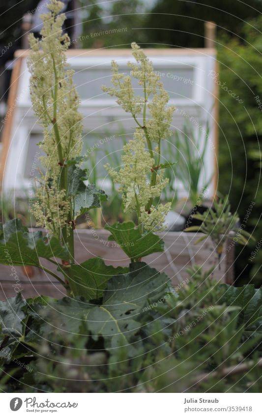 Permakulturgarten blühender Rhabarber Garten hochbeet Gewächshaus Fenster Fensterscheibe Pflanze Blüte Stauden Salbei lauch Blatt Blätter herrlich