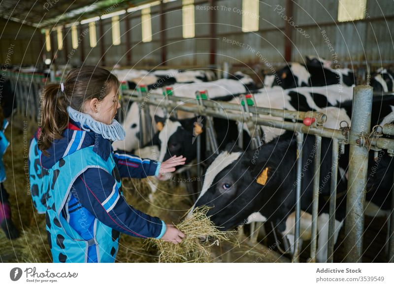 Positives Mädchen füttert Kuh beim Betriebsbesuch Heu Bauernhof Zaun positiv Landschaft Ackerbau heimisch Futter Tier Ranch ländlich Rind heiter weiden