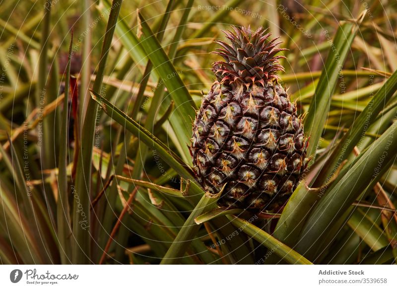 Tropische Ananas wächst am Baum tropisch Buchse Wachstum El Hierro Kanarische Inseln grün Bodenbearbeitung Ackerbau frisch Pflanze Schonung Natur Frucht