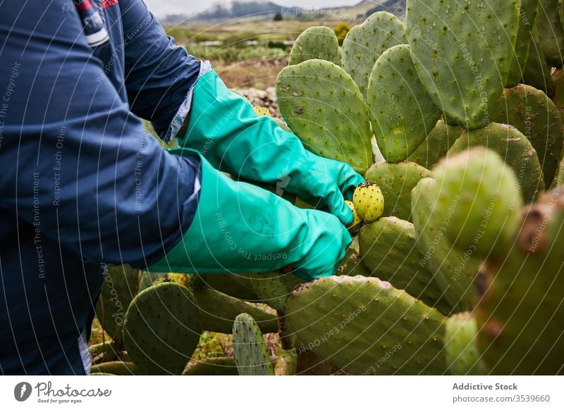 Erntehelfer beim Schneiden der Früchte des Feigenkaktus Kaktus Birne stachelig geschnitten Frucht reif Arbeiter Kanarische Inseln El Hierro exotisch