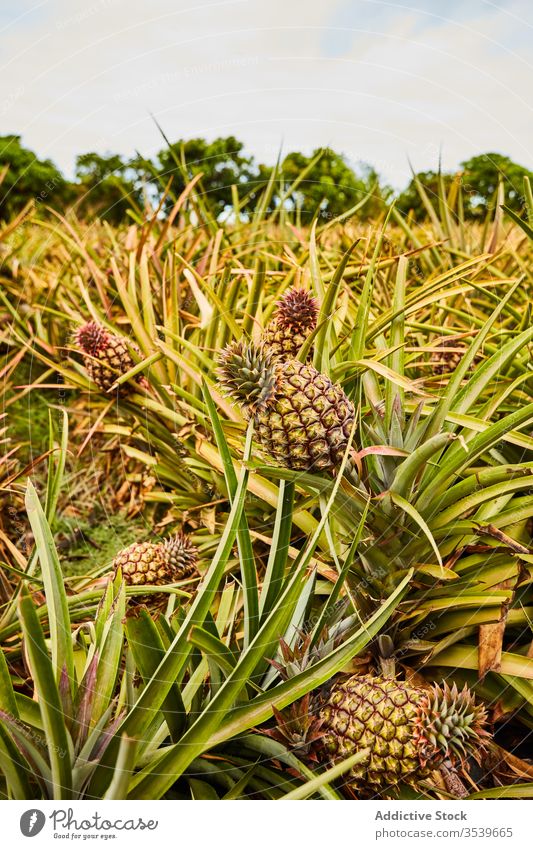 Tropische Ananas am Baum wachsend tropisch Buchse Wachstum El Hierro Kanarische Inseln grün Bodenbearbeitung Ackerbau frisch Pflanze Schonung Natur Frucht