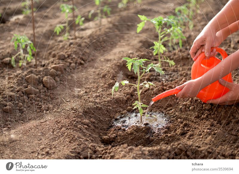 Mutter und Kind gießen neue Tomatenpflanze selektiv Details Buchse Gewächshaus Nahaufnahme Aussaat saisonbedingt Monokultur Schmutz Frische natürlich