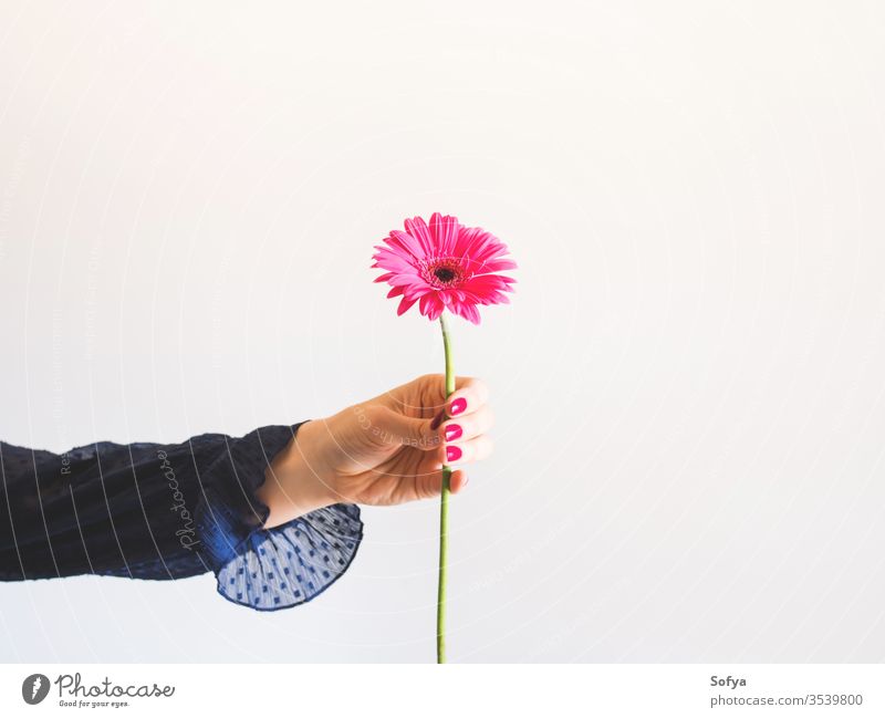 Wunderschöne rosa Gerbera-Blüte in weiblicher Hand Blume eine einzigartig Muttertag Frau Beteiligung Frühling Haufen romantisch Blumenstrauß Frauentag Geschenk