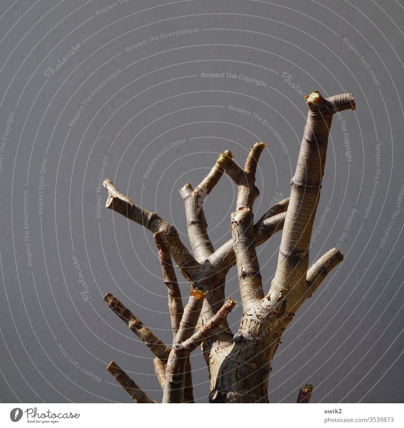 Kahlschlag Crassula Crassula arborescens Affenbrotbaum Äste kahl Holz Pflanze Außenaufnahme Farbfoto Menschenleer Tag Natur Umwelt Zweige u. Äste Nahaufnahme