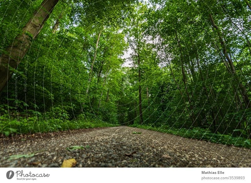 Waldweg im dichten Grün grün Weg Kiesel Bäume Laub Steine Pfad Straße Wandern laufen joggen Waldspaziergang sparziergang spazierengehen Außenaufnahme Natur