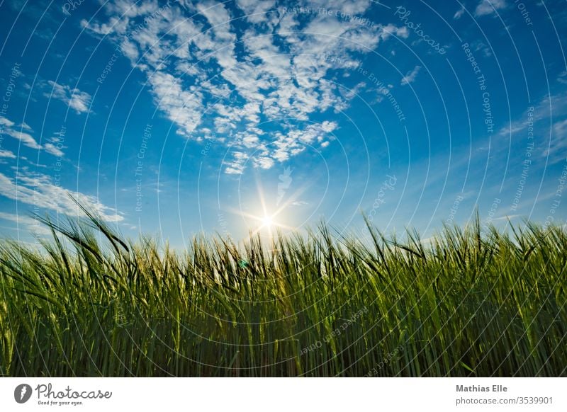 Sonnenuntergang am Weizenfeld Froschperspektive Hafer Genmanipulation Forstwirtschaft weich Lebensmittel Menschenleer Agrarprodukt Roggenmehl