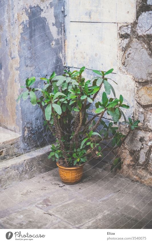 Eine exotische Pflanze in einem gelben Blumentopf draußen vor einer Hauswand Topfpflanze Menschenleer Grünpflanze