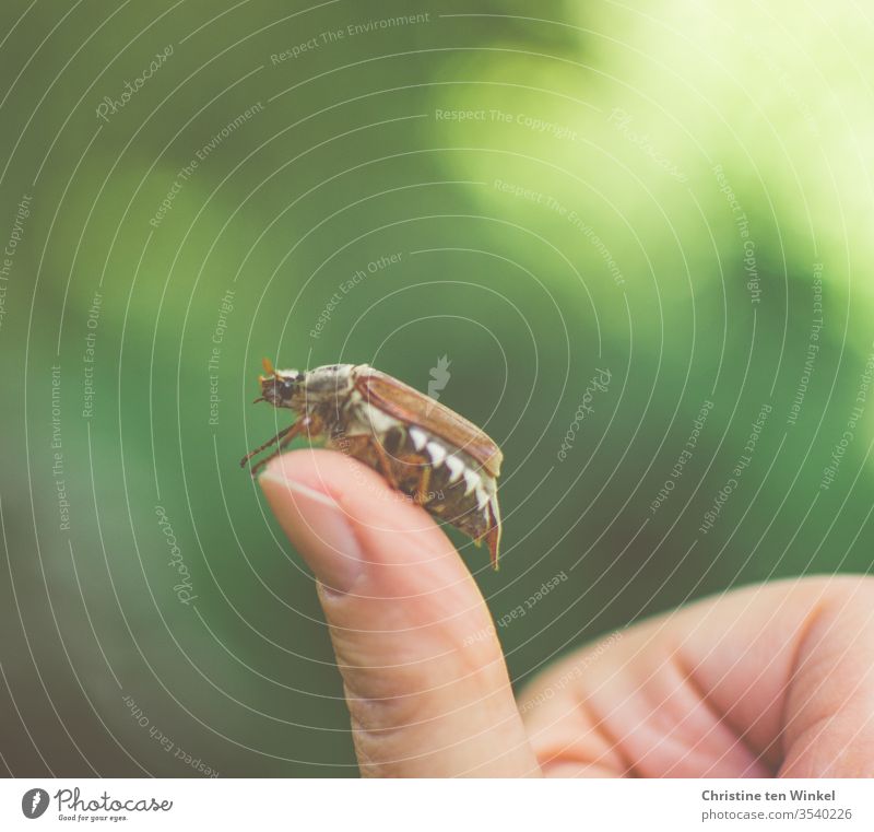 Hoch hinaus! Ein Maikäfer / Melolontha krabbelt über die Hand einer Frau Käfer Neutraler Hintergrund grün braun Natur Naturliebe Umwelt Frühling Tier 1 Tier