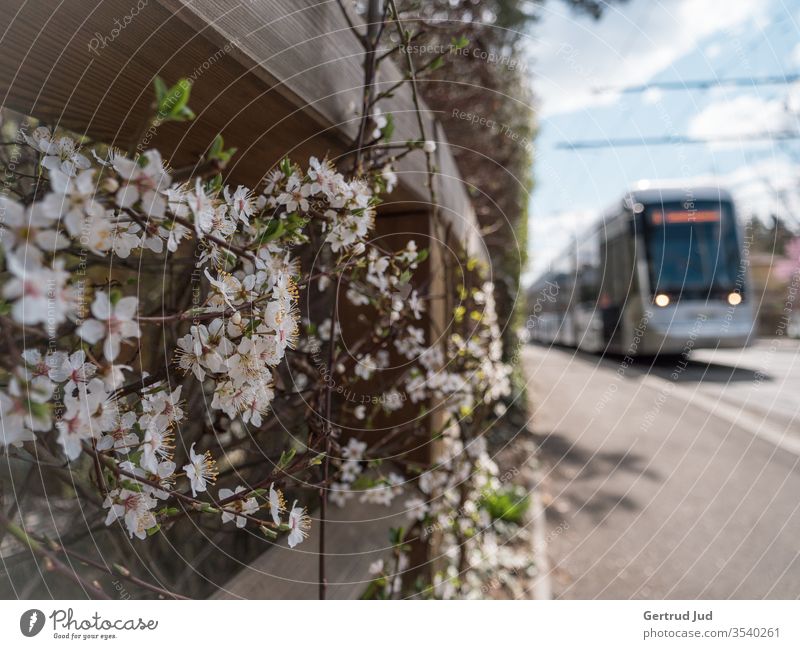 Öffentlicher Verkehr im Frühling Graz Natur Strassenbahn Blume Frühlingsblume Street Streetphotography Straßenverkehr Außenaufnahme