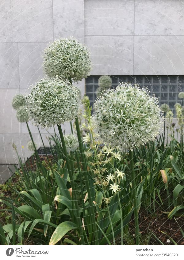 Zierlauch in einem arrangierten Blumenbeet vor einer grauen  Hauswand pflanze zierlauch botanik natur angepflanzt dekoration blumenbeet gärtner Blüte grün