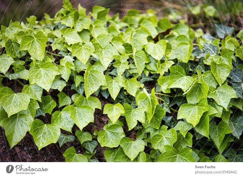Efeu wächst an einer Wand herunter efeu blätter efeupflanze efeumauer flora natur grün garten blatt hintergrund frisch natürlich nahaufnahme laub sommer