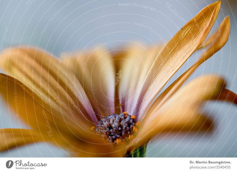 Osteospermum ecklonis, aus der Kap-Provinz Ecklonis gelb-orange Blume Blütezeit Pflanze Kraut krautig Asteraceae Verbundwerkstoffe Südafrikaner Stamm