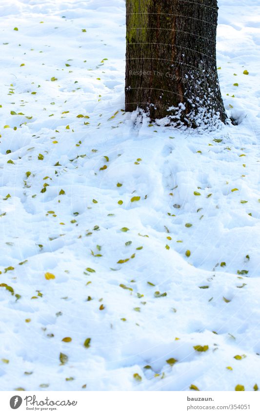 schneebaum. Garten Gartenarbeit Natur Landschaft Winter Klima Schnee Baum Blatt Park Wiese Platz Wege & Pfade Holz fallen kalt braun grün weiß Leben Verfall