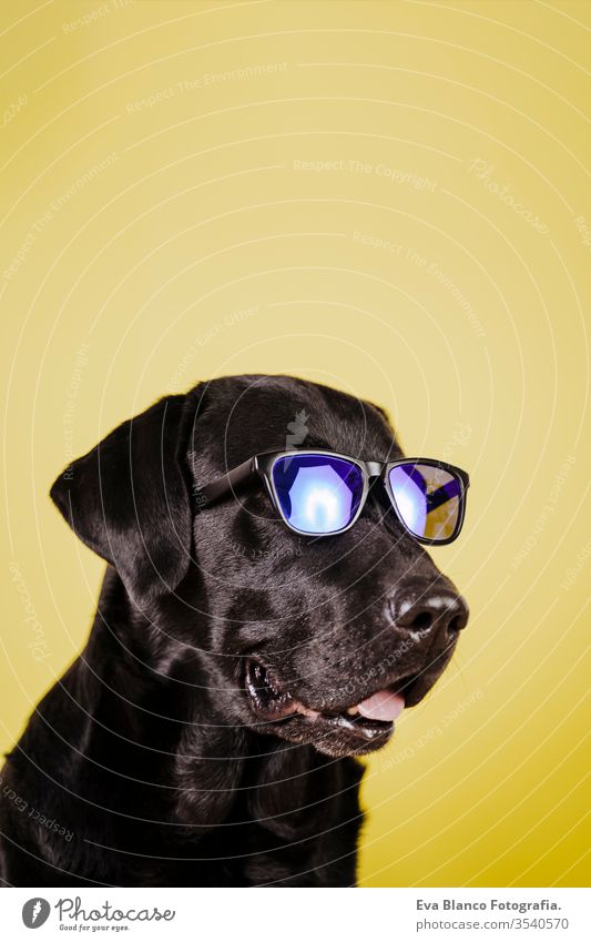 Porträt eines schönen schwarzen Labradors auf gelbem Hintergrund. Buntes, Frühlings- oder Sommerkonzept Sonnenbrille Hund Haustier niedlich Welpe Reinrassig
