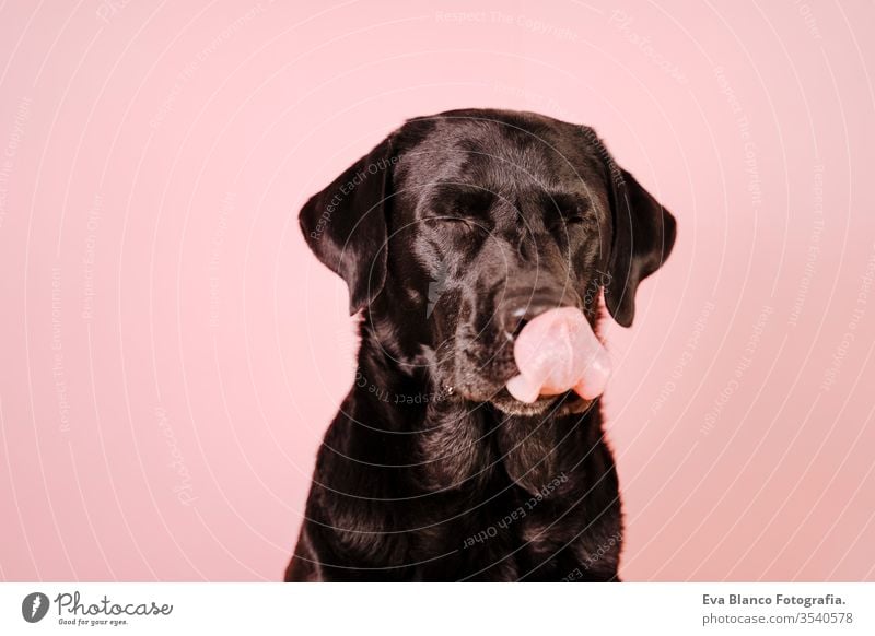 Porträt eines schönen schwarzen Labradors auf rosa Hintergrund, der sich die Nase leckt. Buntes, Frühlings- oder Sommerkonzept Hund Haustier niedlich Welpe