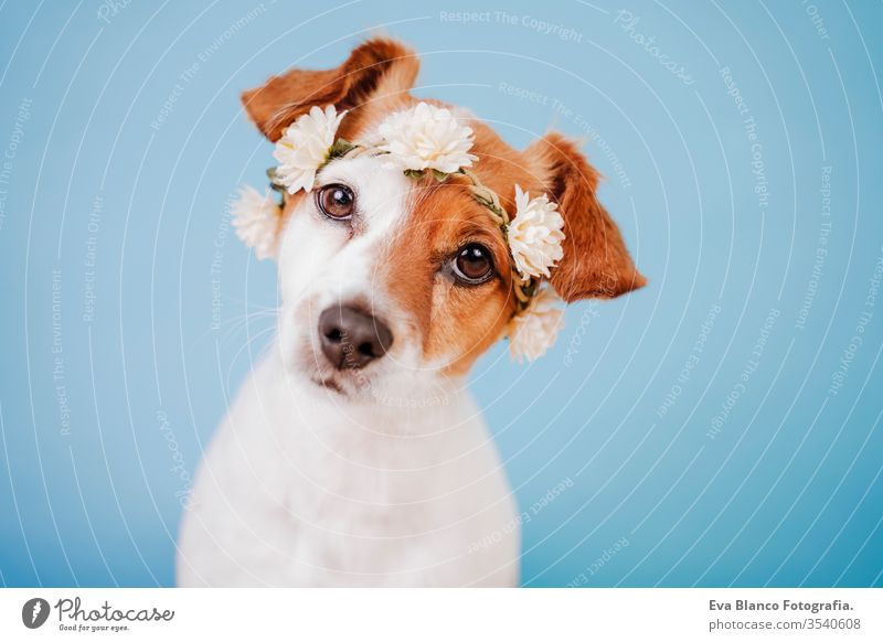 Porträt eines niedlichen Jack-Russell-Hundes mit einer Blumenkrone auf blauem Hintergrund. Frühlings- oder Sommerkonzept jack russell Haustier flirten