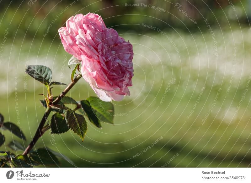 Rosa Rose Roséwein rosa Garten Grün Blüte