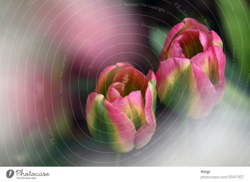 Symmetrie | Nahaufnahme von zwei fast identischen pink-grün-gelben Tulpenblüten Blume Blüte Frühling Frühlingsblume Natur Farbfoto Pflanze Menschenleer Blühend