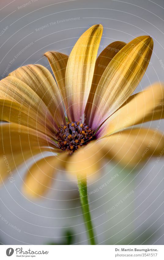 Osteospermum ecklonis, Blüte aus der Kap-Provinz Ecklonis gelb-orange Blume Blütezeit Pflanze Kraut krautig Asteraceae Verbundwerkstoffe Südafrikaner Stamm