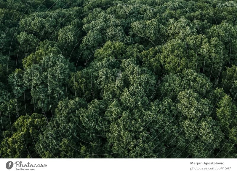 Luftaufnahme eines üppig grünen Waldes in den Bergen oben abstrakt Antenne Gegend Hintergrund schön Buchsbaum Niederlassungen Land Landschaft Öko Ökologie