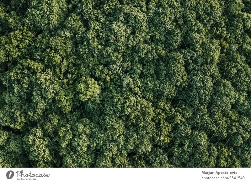 Luftaufnahme eines üppig grünen Waldes in den Bergen oben abstrakt Antenne Gegend Hintergrund schön Buchsbaum Niederlassungen Land Landschaft Öko Ökologie