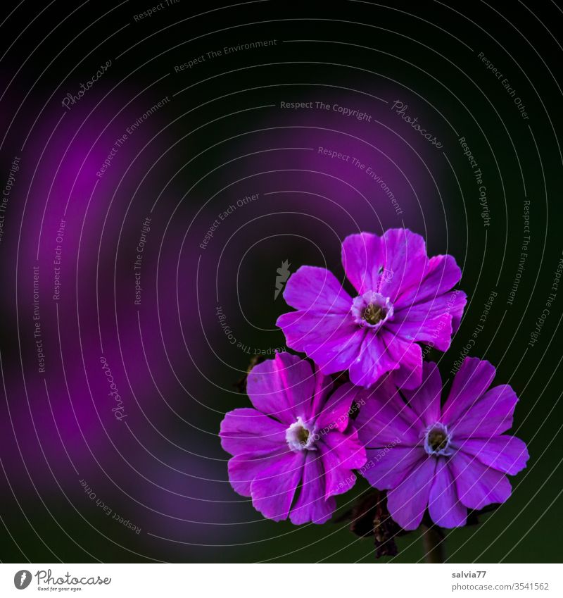 lila Blütentrio | rote Lichtnelke Natur Blume Kontrast Farbkontrast schwarz Makroaufnahme Leimkraut rote lichtnelke Blühend Frühling Sommer