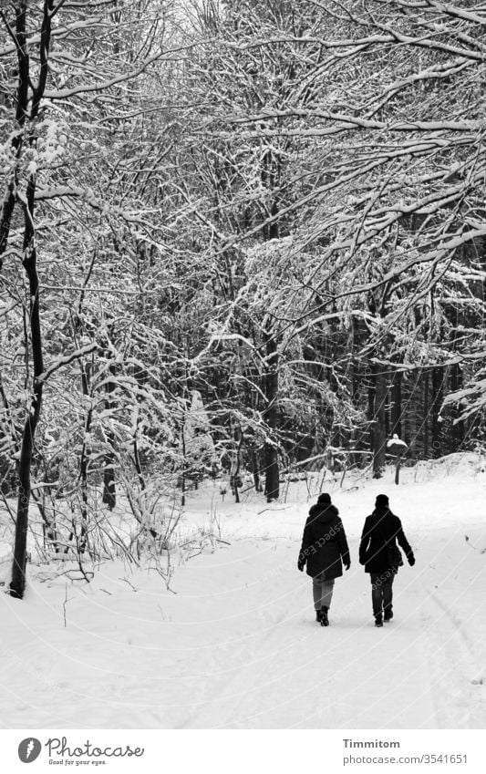 We Walk Together... gehen Menschen Frauen Winter Schnee Wald Wege & Pfade Baum Natur weiß schwarz Schwarzweißfoto Spaziergang
