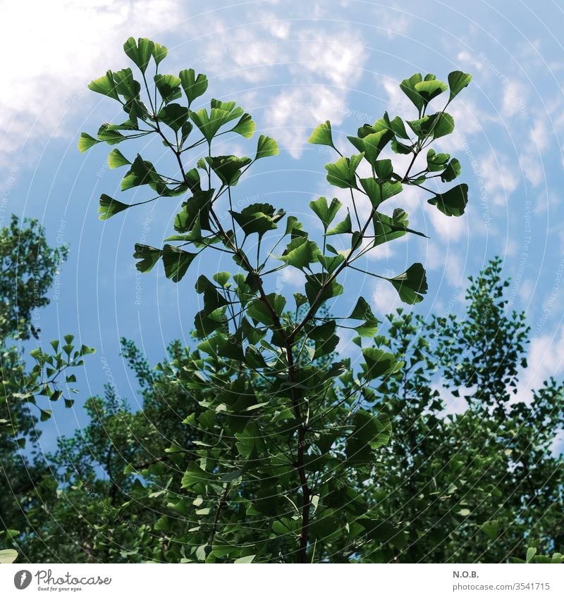 Ein Zweig eines Ginkgo-Baumes vor blauem Himmel. Blatt Farbfoto Pflanze Natur Nahaufnahme Außenaufnahme Menschenleer grün Sonnenlicht Gesundheit Fitness TCM