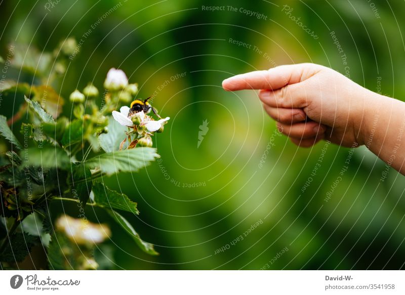 Kind und Hummel kommunizieren im Garten Kleinkind Finger Insekt Blume Kommunizieren niedlich wunderbar wunderschön zeigen Zeigefinger Hand grün Blühend Sommer