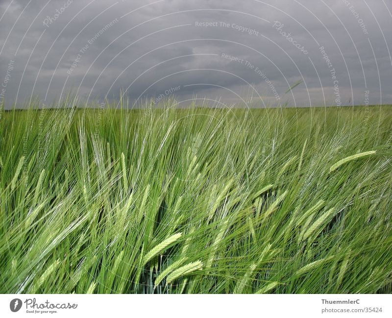 Weizen und Wolken Kulturlandschaft Stimmung Korn Wetter