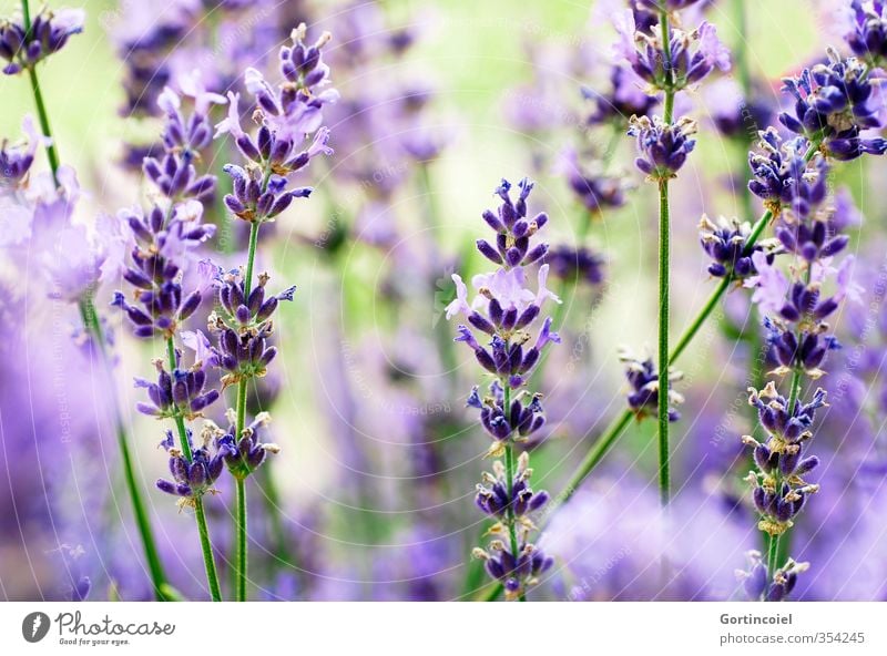 Lavanda Natur Pflanze Sommer Blüte violett Blühend Lavendel Lavendelfeld Duft Farbfoto Außenaufnahme Schwache Tiefenschärfe