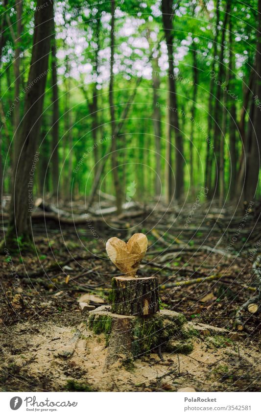 #S# Waldliebe II Liebe Herz Naturliebe Naturschutzgebiet naturverbunden Naturerlebnis Umwelt Menschenleer schnitzen Handwerk Baumstamm herzförmig Bäume